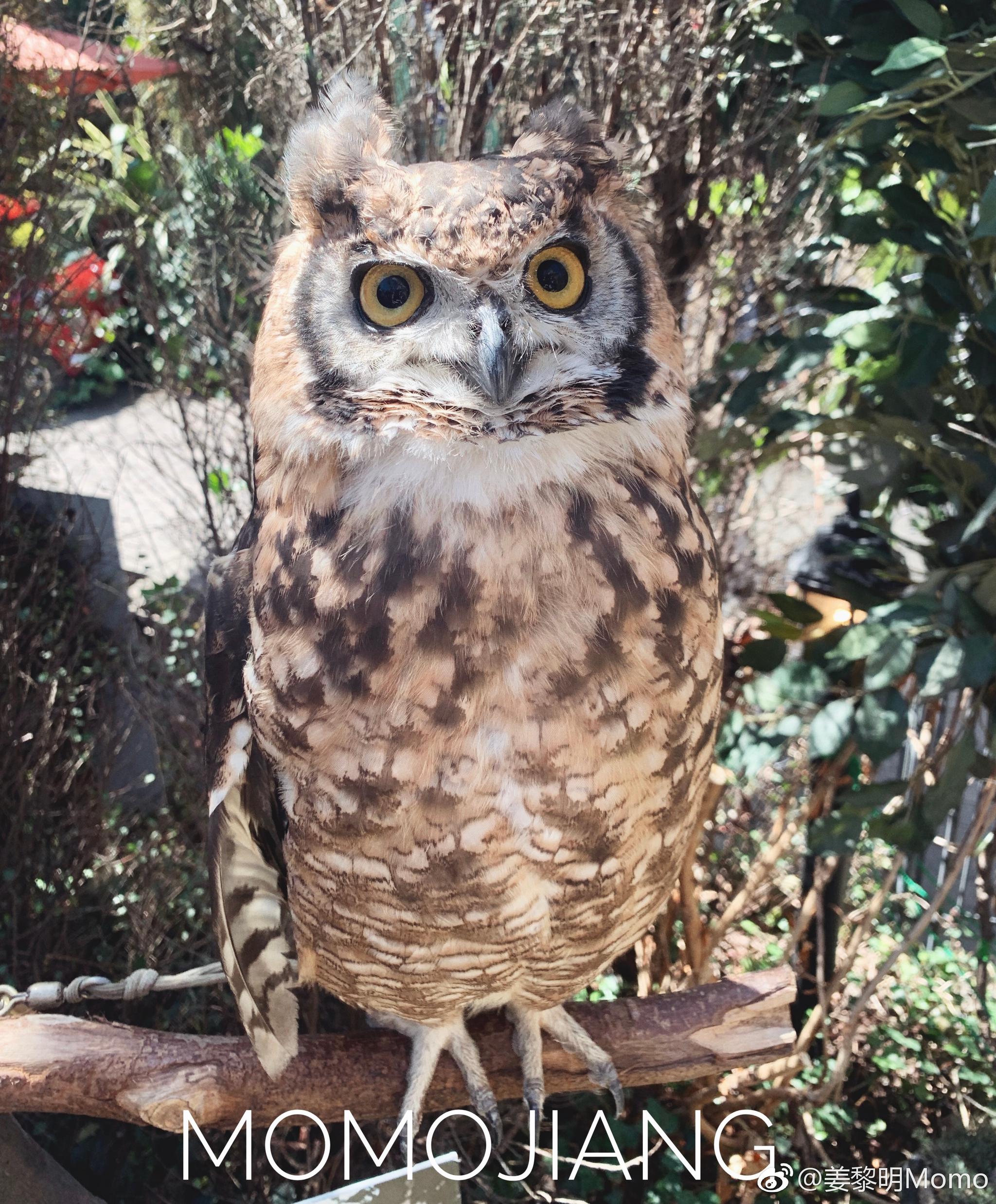 在由布院的猫头鹰森林和我最喜爱的小动物亲密接触