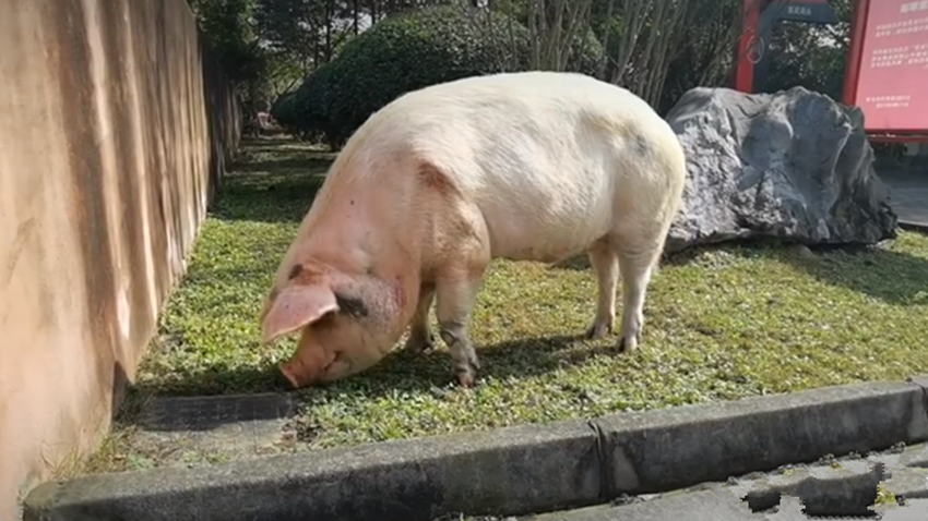 08年汶川地震中幸存的猪坚强如今变成了这样网友真坚强