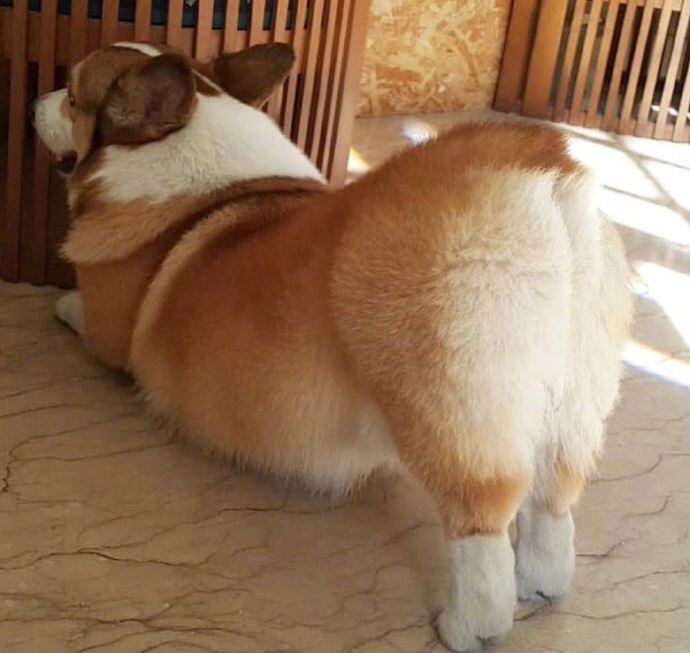 柯基这翘臀也太可爱了吧.