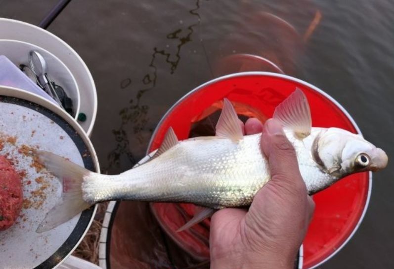 等构型,子线可放长至20公分以上(单钩长度)如果不知道有多大的翘嘴,没