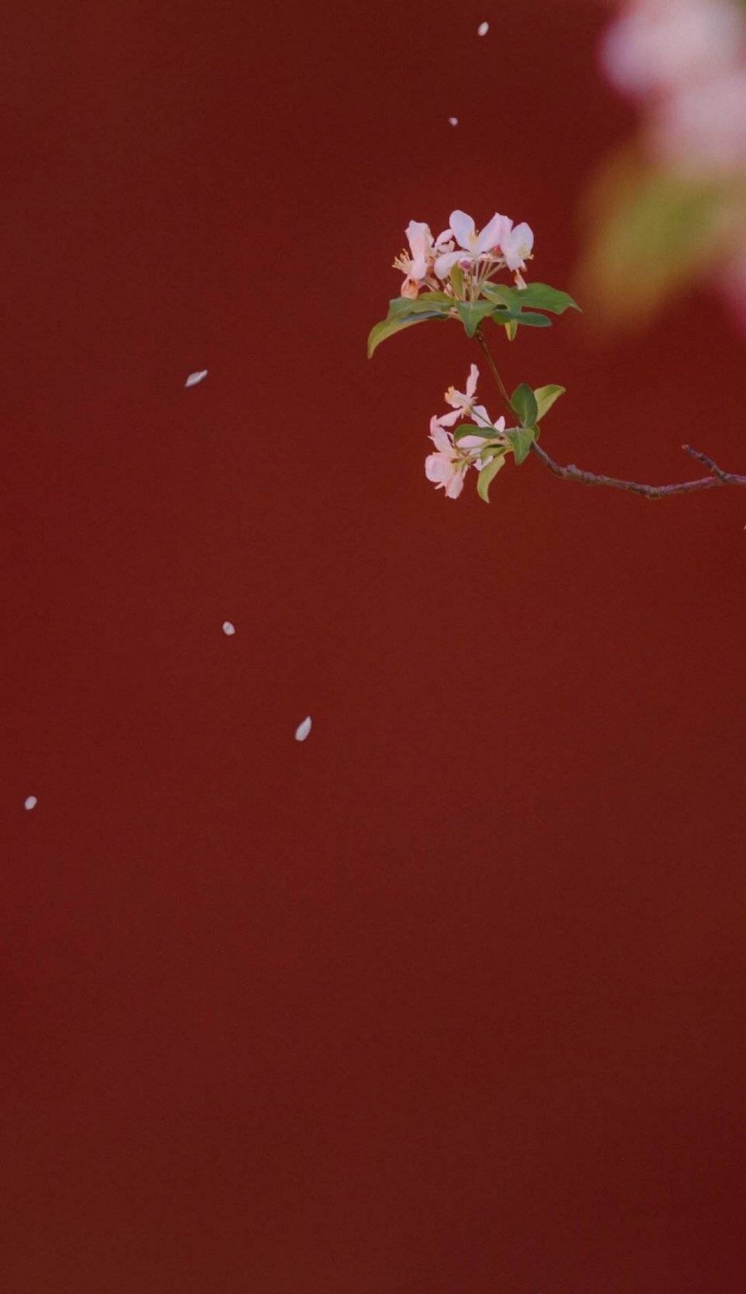 红稣手黄藤酒满城春色宫墙柳