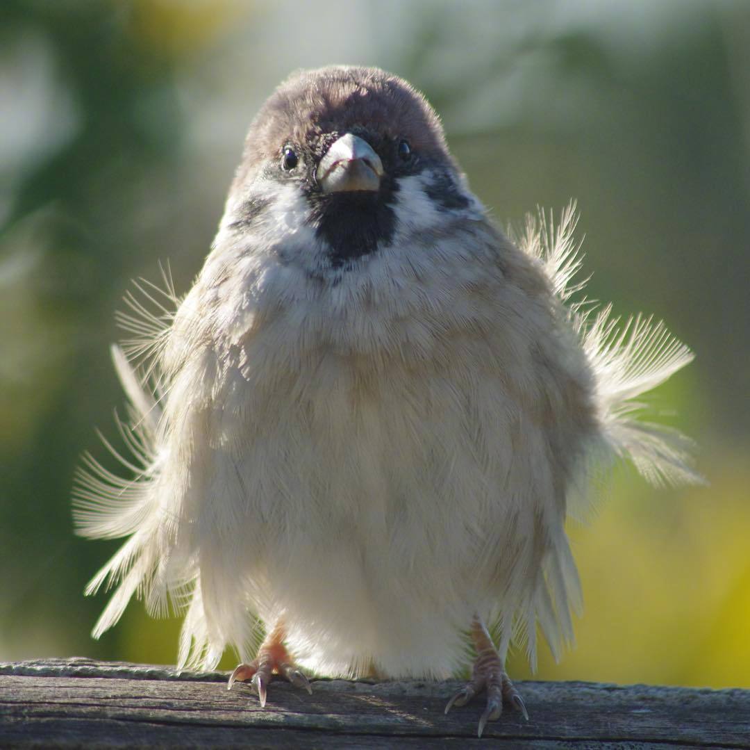 摄影师satoru镜头里的小麻雀,吸一口肥啾