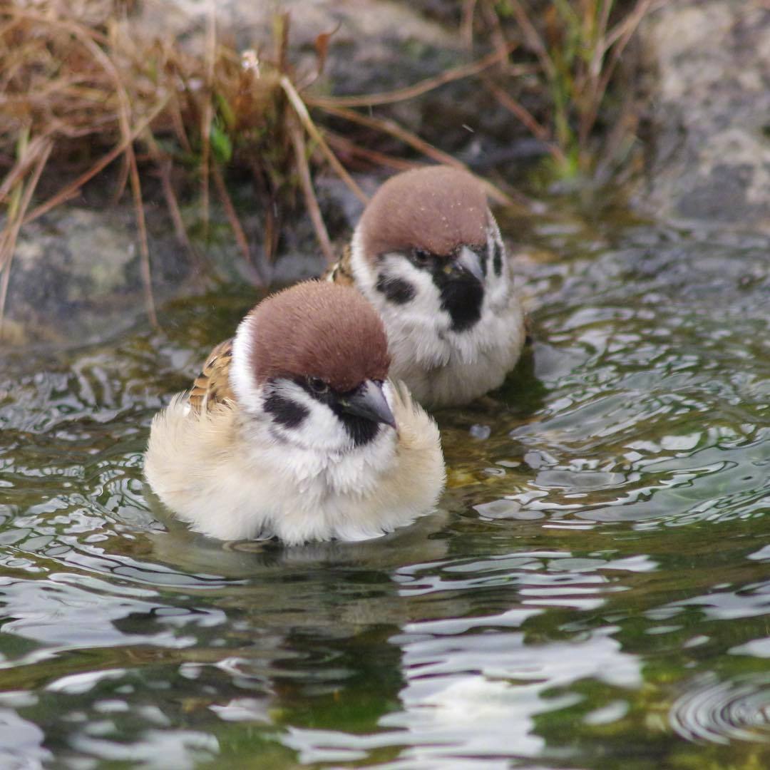 摄影师satoru镜头里的小麻雀,吸一口肥啾