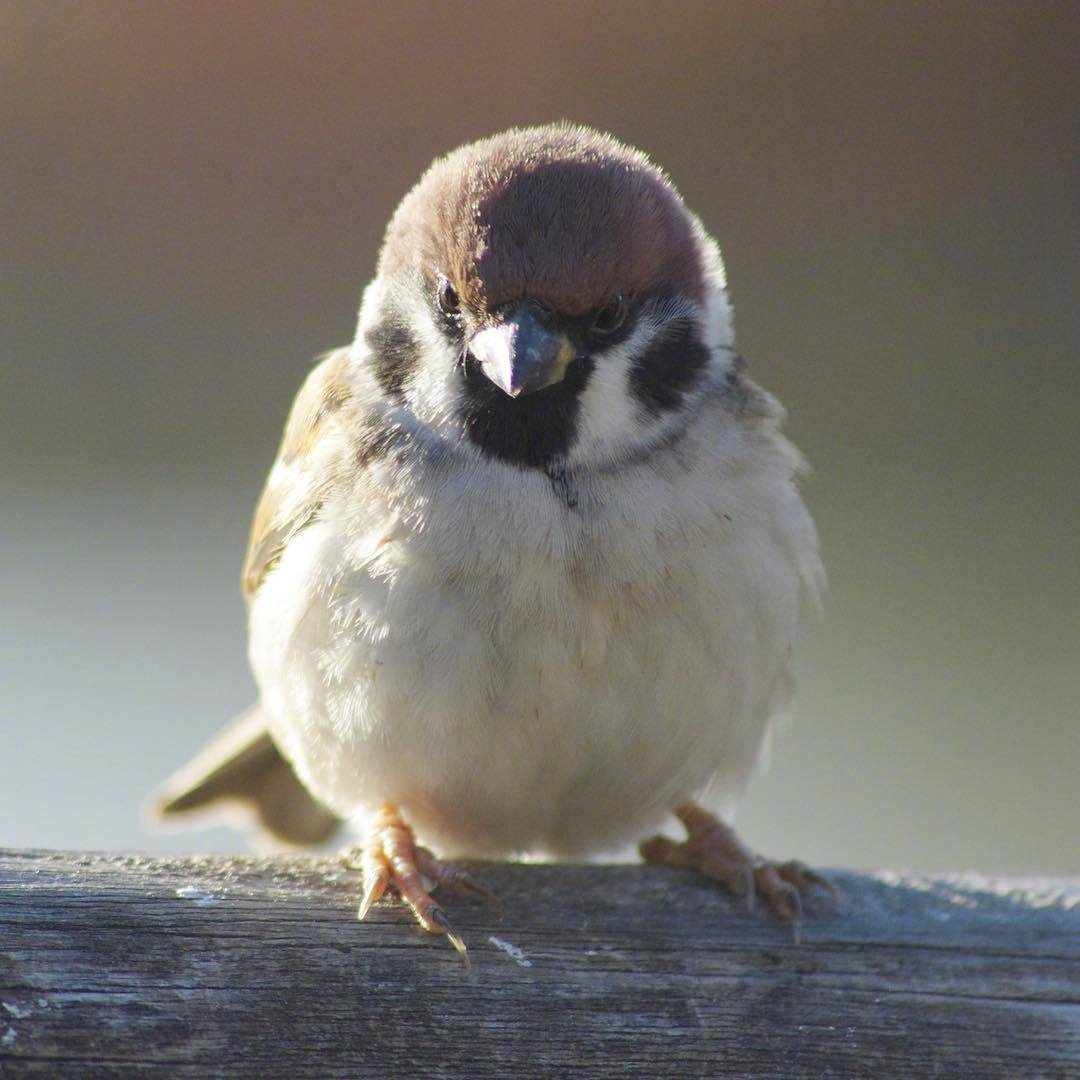 摄影师satoru镜头里的小麻雀,吸一口肥啾