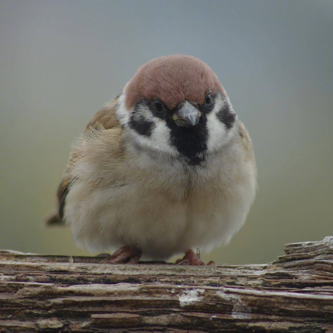 摄影师satoru镜头里的小麻雀,吸一口肥啾