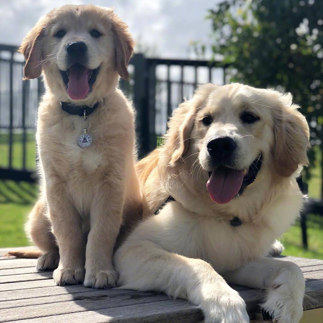 小金毛vader是kylo带大的,两只汪形影不离,是最好的朋友