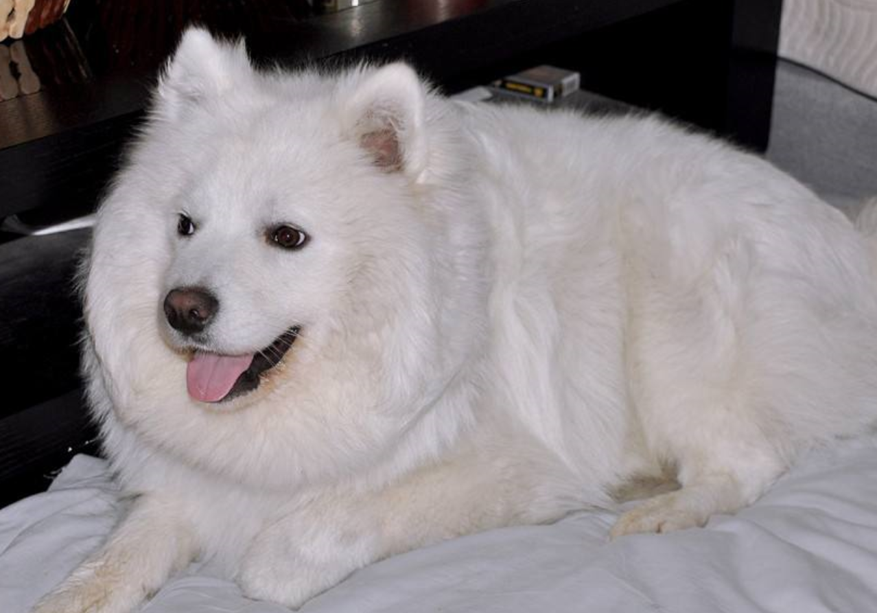 加泰罗尼亚牧羊犬的介绍