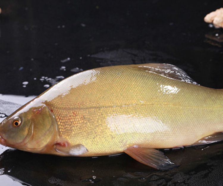 蒸鱼|桂鱼|漏嘴_新浪新闻