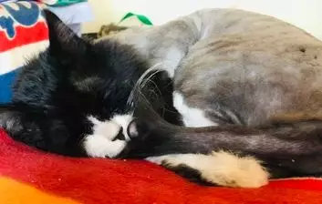 【送养】拉布拉多金毛串,田园猫,泰迪