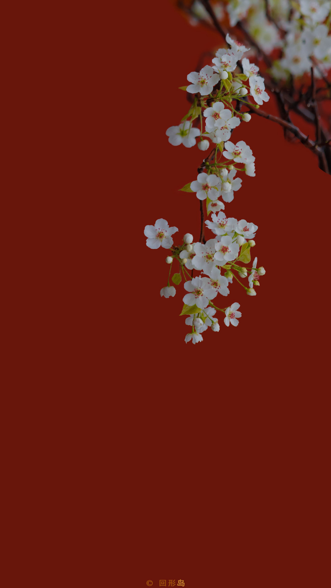 五月 如春清平 似花鸣盛 紫禁城 手机壁纸 摄影人 回形岛