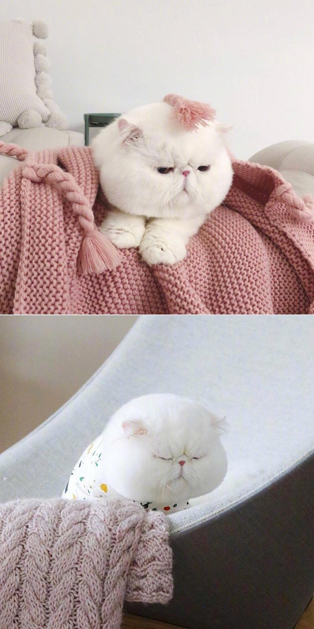 胖胖哒更可爱