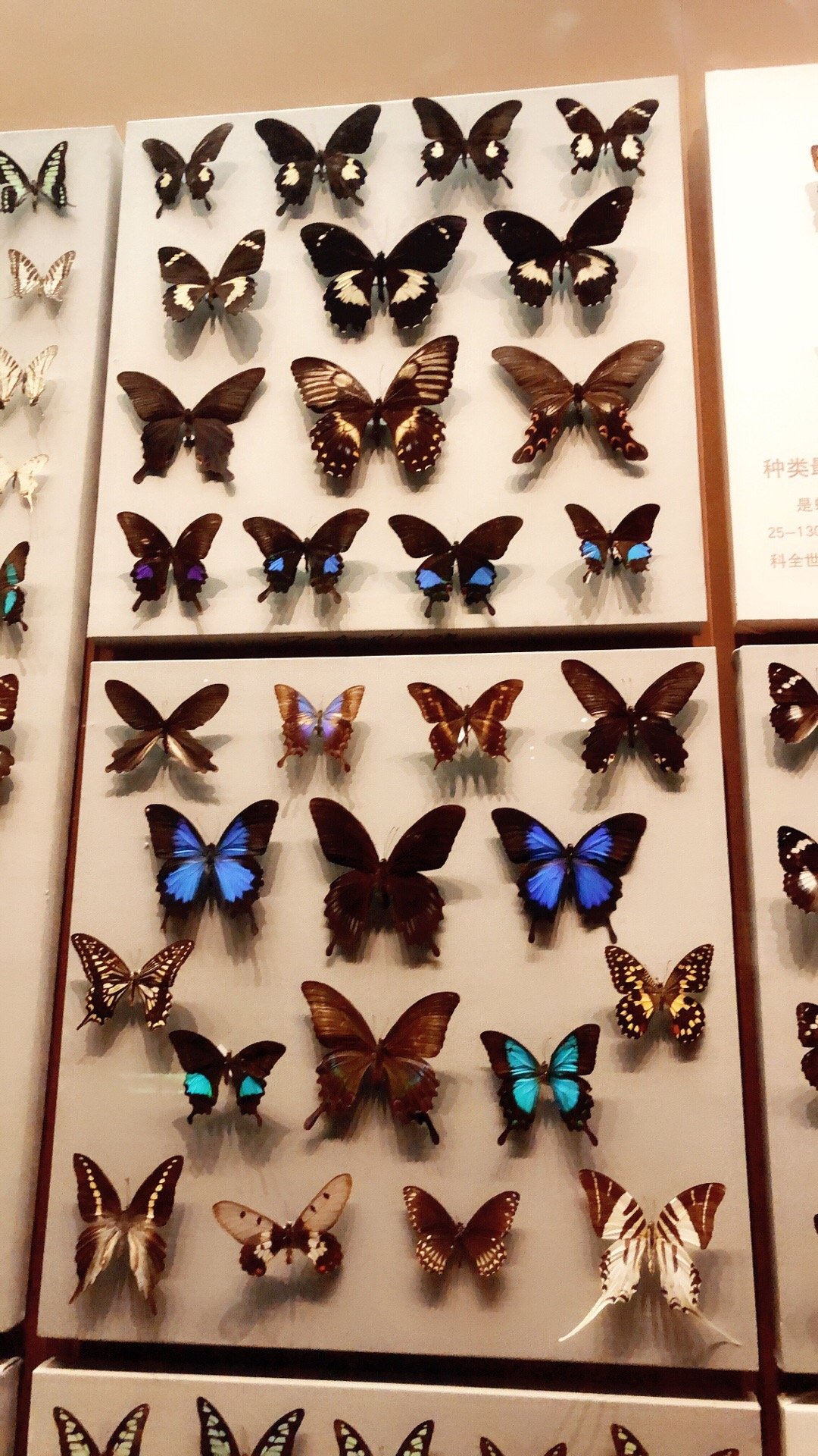 天津自然博物馆好多蝴蝶太漂亮了