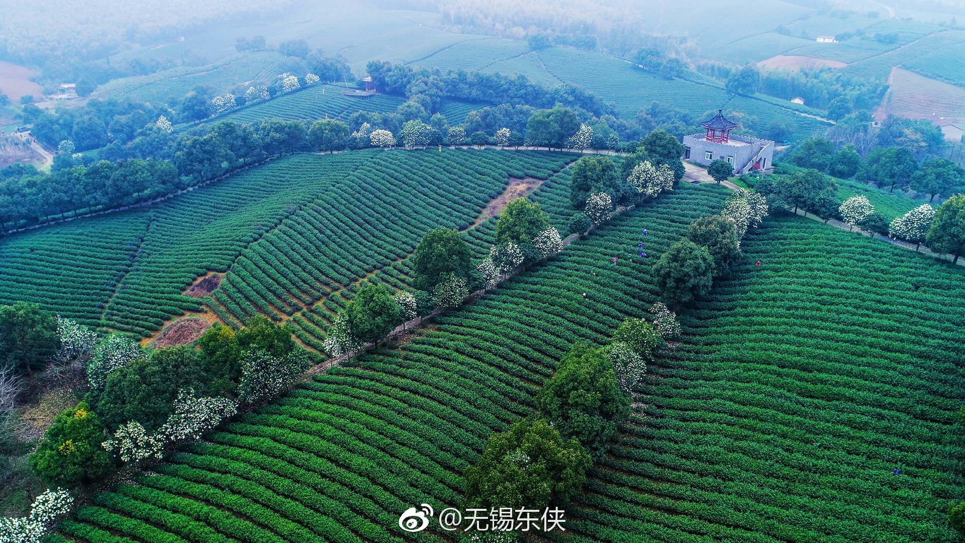 全国最美茶园宜兴市太华镇乾元茶场