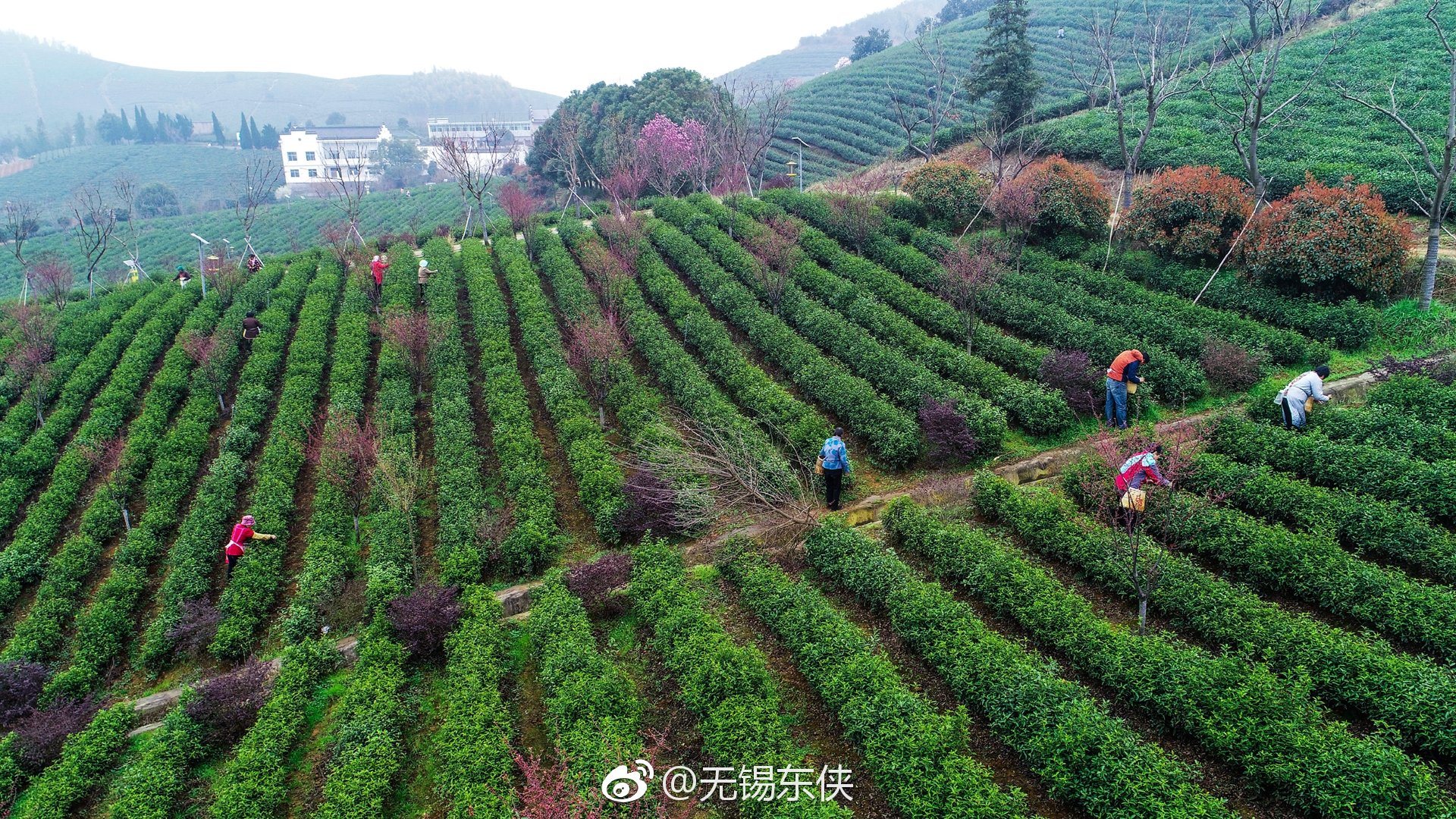 全国最美茶园宜兴市太华镇乾元茶场