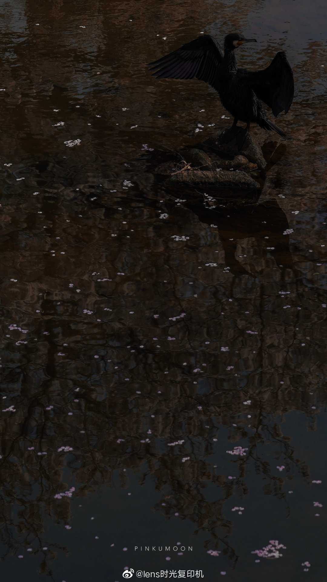 绿与暮色67pinkumoon