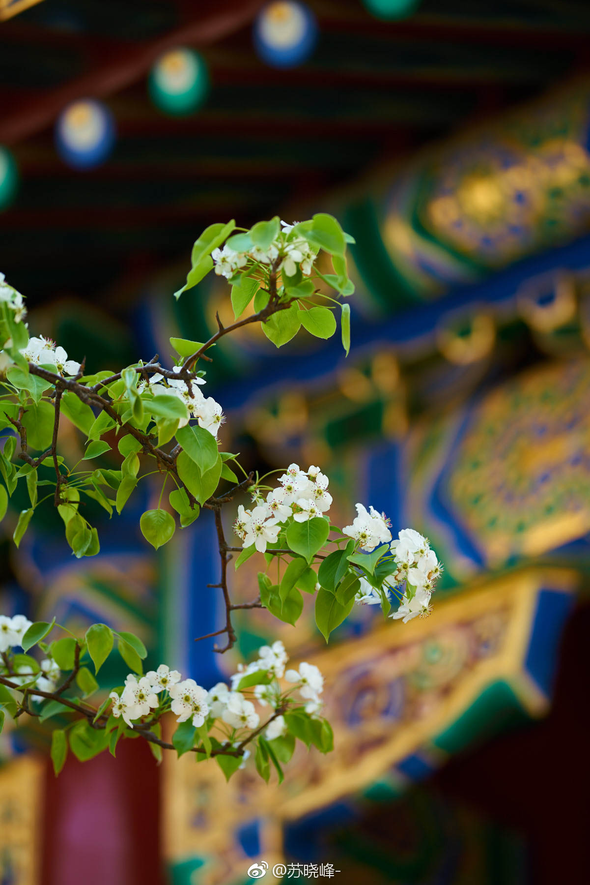 故宫寿康宫梨花开的不如去年.