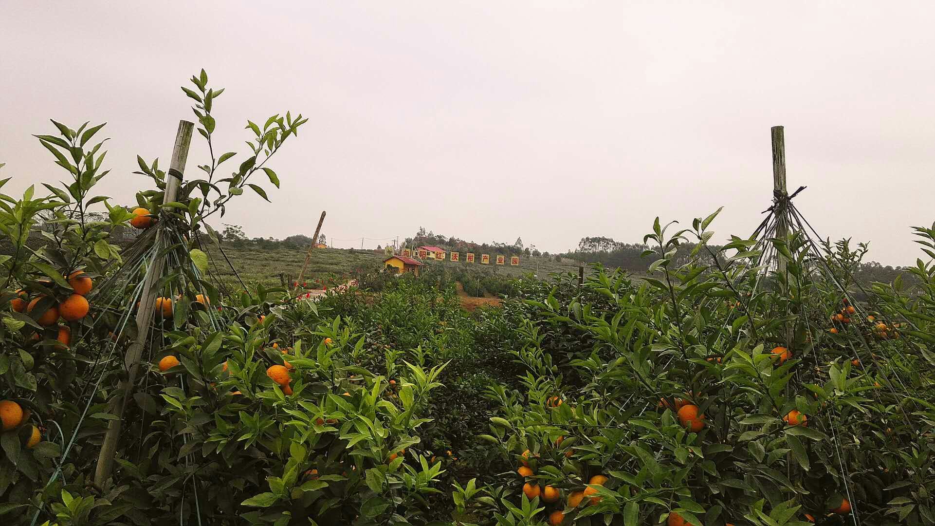 2019乡村游暨明阳农场迎新春"采摘节"正式开园