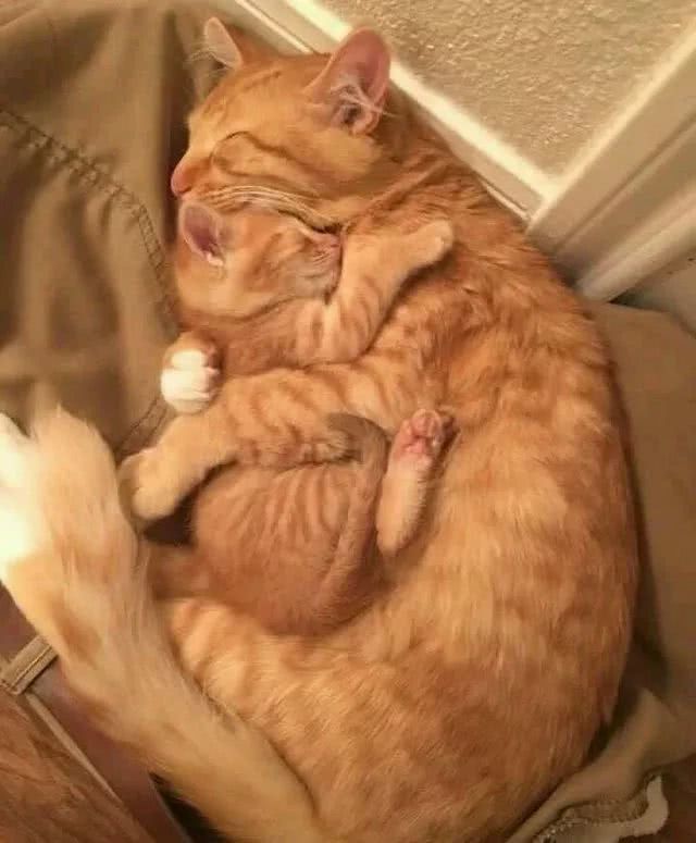 20 张猫咪拥抱图,就是不想离开彼此和小床