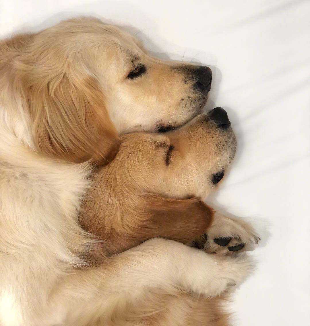 小金毛vader是kylo带大的,两只汪形影不离,是最好的朋友