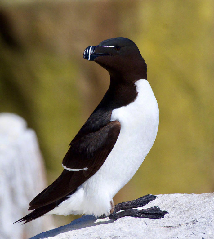 堪比生化武器：爱斯基摩人腌海雀到底有多臭？鲱鱼罐头...