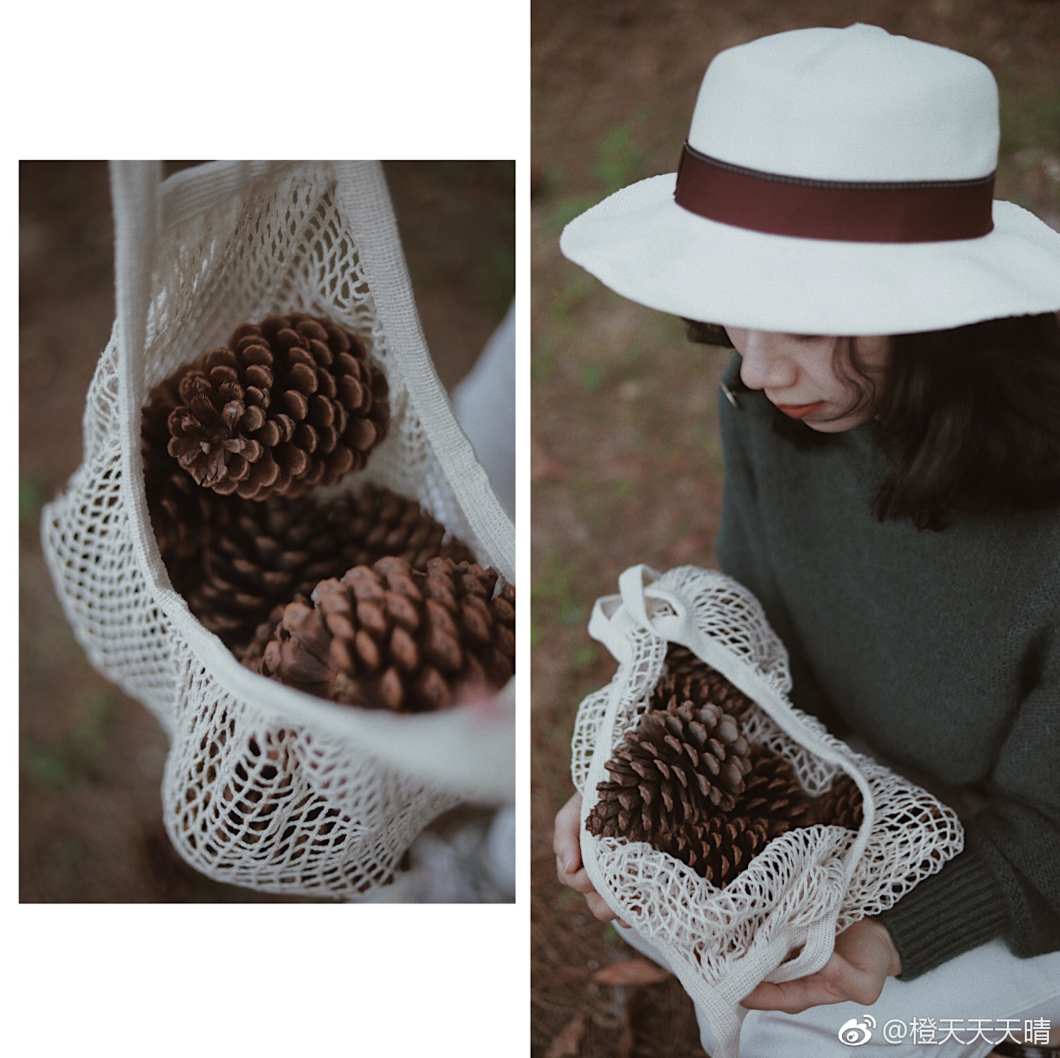 看到这些巨大无比的松果的时候,我不禁尖叫着喊出声来|松果|尖叫_新浪新闻