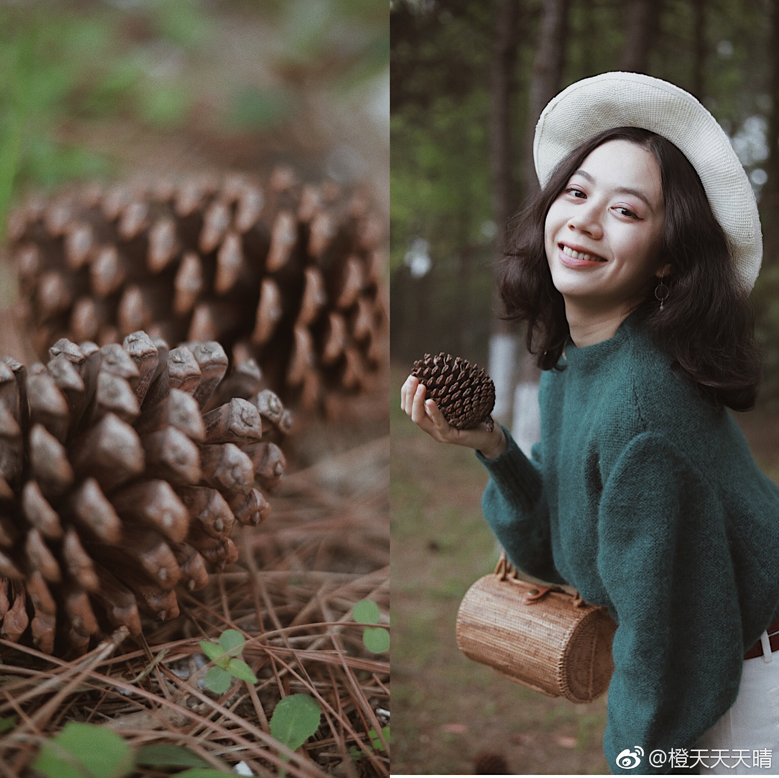 看到这些巨大无比的松果的时候,我不禁尖叫着喊出声来|松果|尖叫_新浪新闻