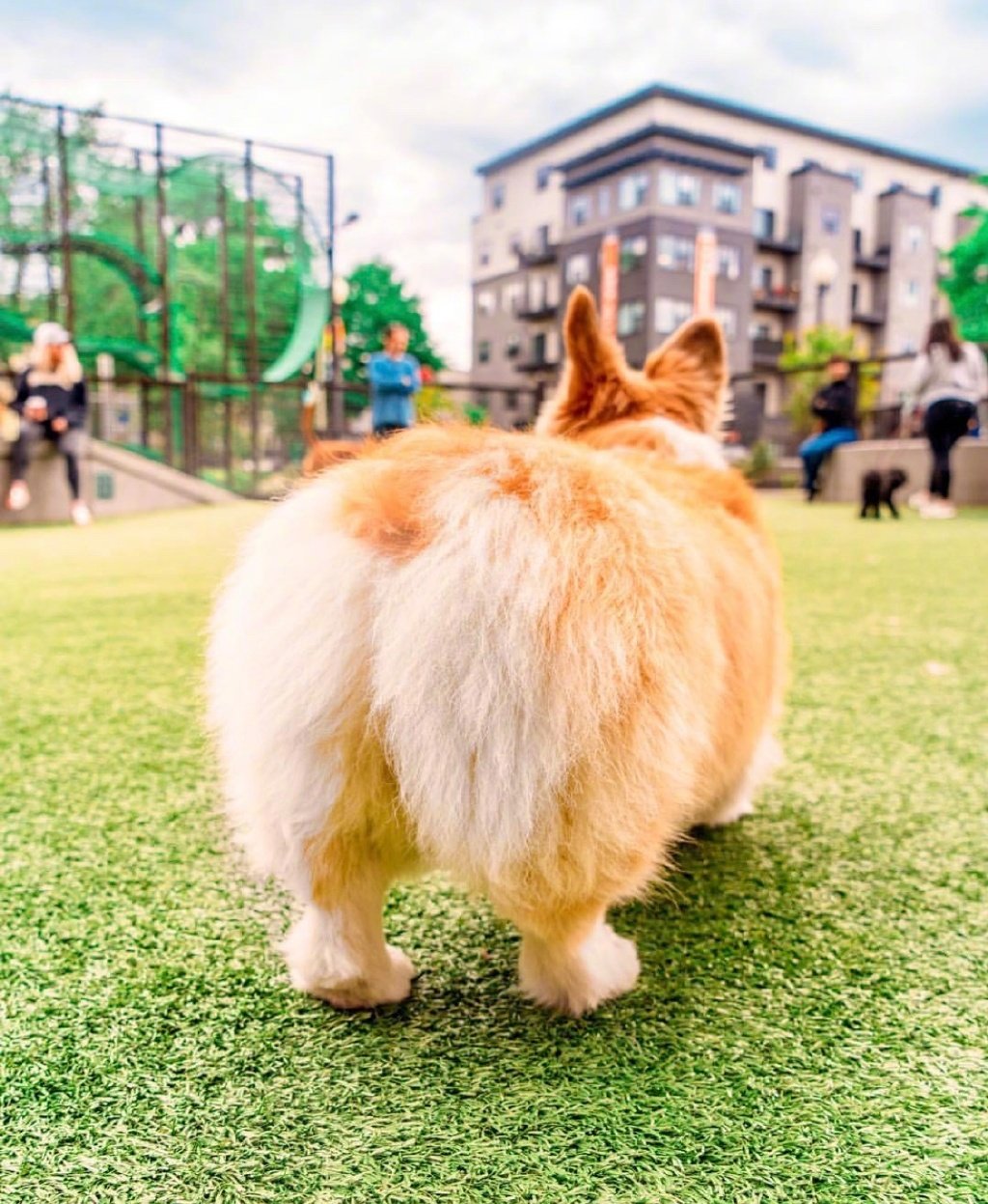 柯基君maxine行走中的屁股ins