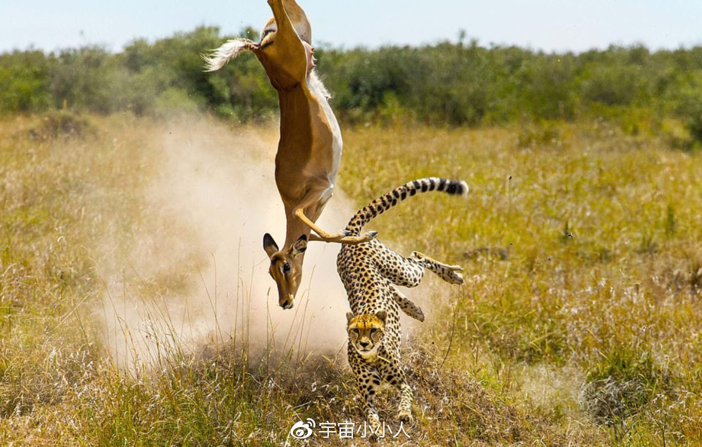 猎豹捕杀黑斑羚的精彩瞬间