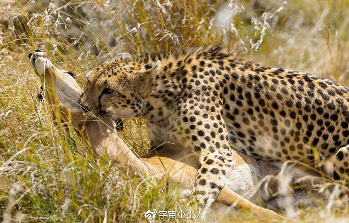 猎豹捕杀黑斑羚的精彩瞬间