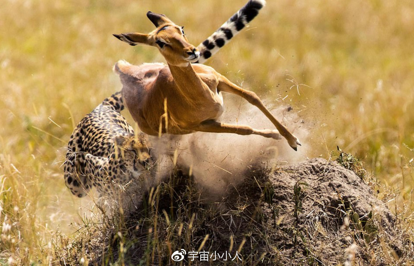 猎豹捕杀黑斑羚的精彩瞬间