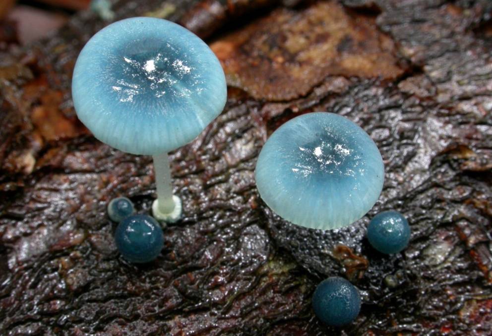 一堆可爱的蓝精灵生长在澳大利亚塔斯马尼亚岛的炫蓝蘑菇mycena