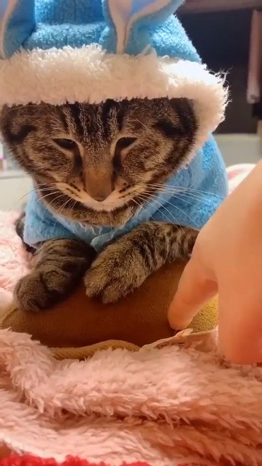 戏精萌宠含情脉脉版捂手暖猫,太会哄人了