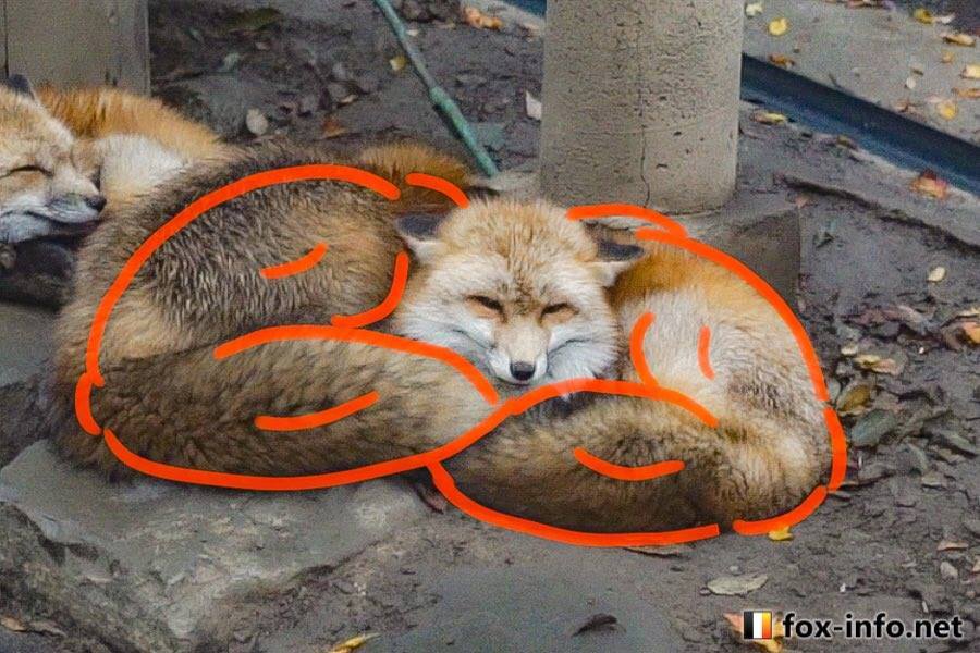 肌肉狐狸