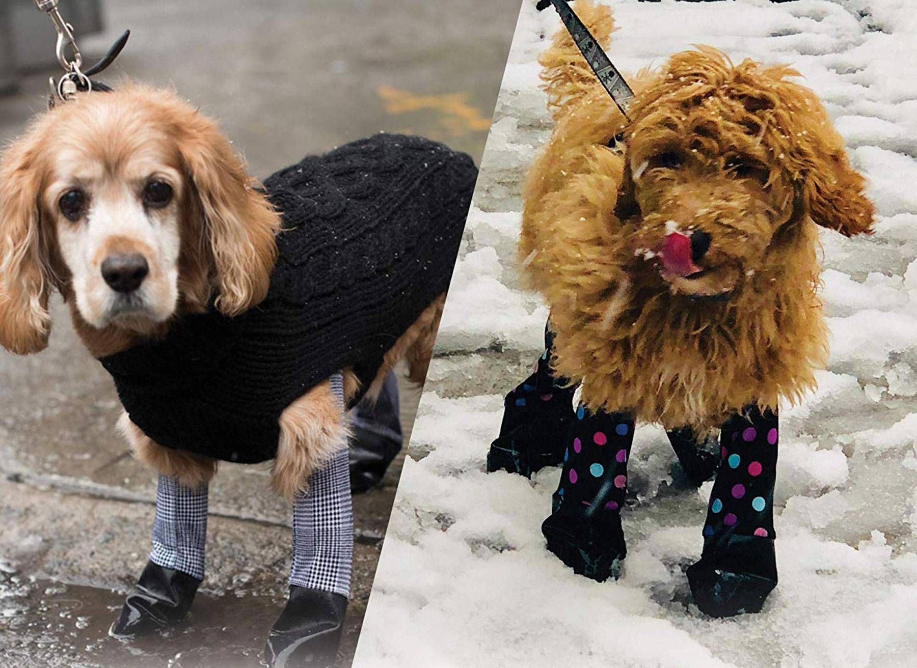 狗狗连裤袜潮流来袭,你家狗狗喜不喜欢?