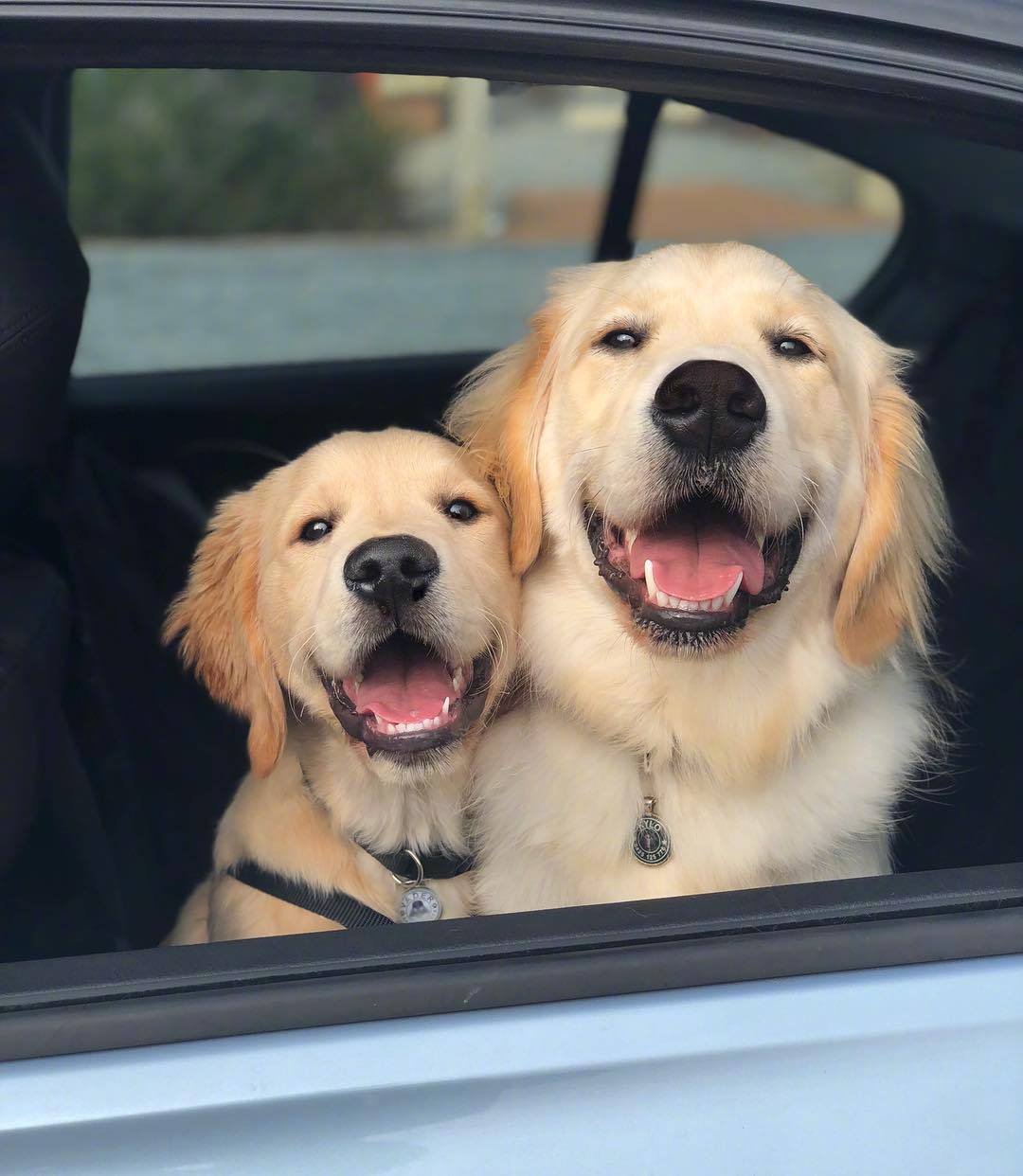 小金毛vader是kylo带大的,两只汪形影不离,是最好的朋友