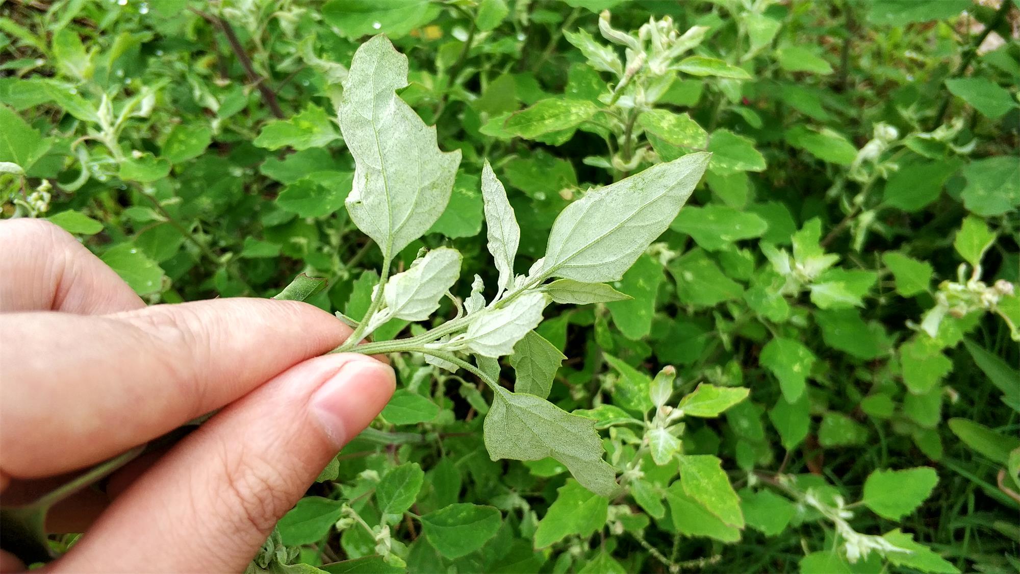 而灰灰菜除了能夠當做野菜來食用以外,它本身還有著不錯的藥用價值,據