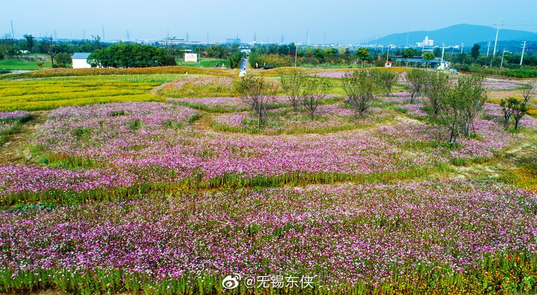 走进无锡九龙湾花星球的花海,红尘的心变得自由自在.