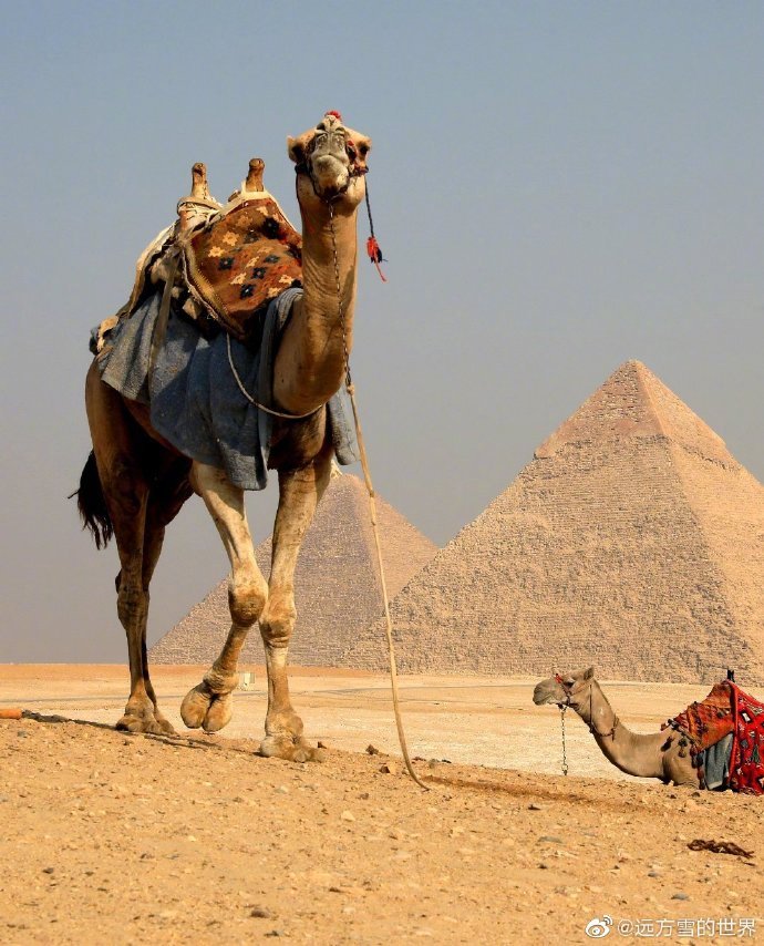 埃及金字塔的骆驼群,夕阳下,沙漠是金色的