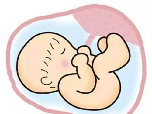 胎盘吃了真的能大补吗?_刘萍萍生活营养_新浪博客