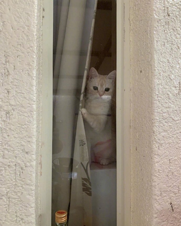 铲屎官要出门上班,猫咪拨开窗帘目送他离开,萌炸了!ins:mtc_lulu