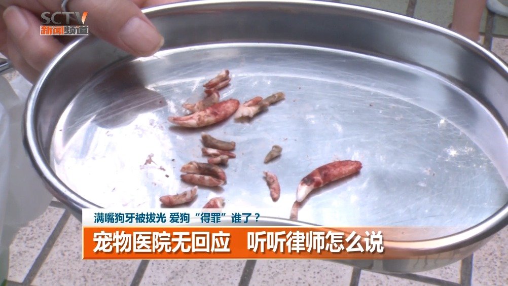 满嘴狗牙被拔光 爱狗"得罪"谁了