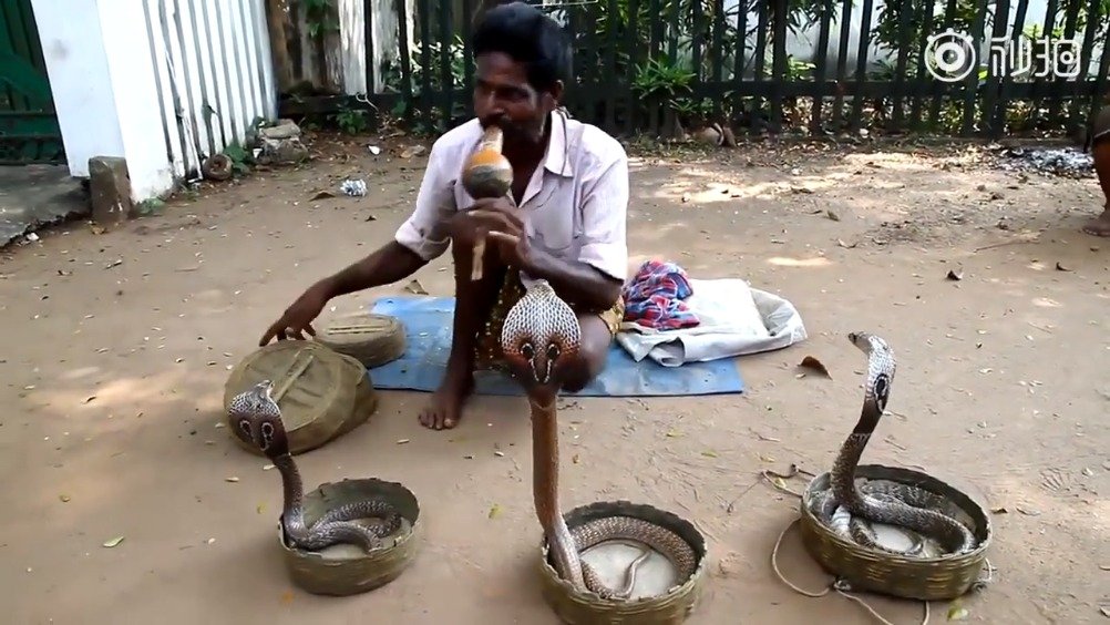 传说中的印度舞蛇.难道这就是艺高人胆大?(请勿模仿)