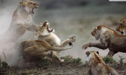 动物大战的十个精彩瞬间!二哈最蠢,"平头哥"霸气