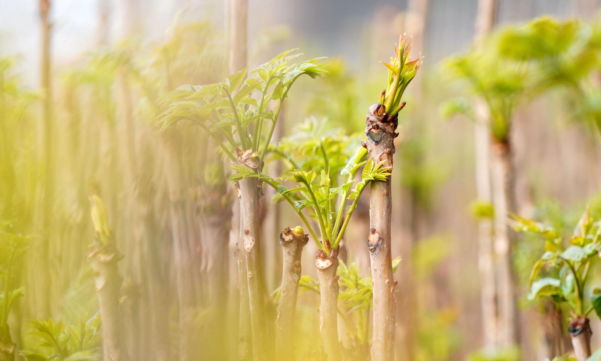 山西农民卖树芽1斤46元供不应求看看是个啥