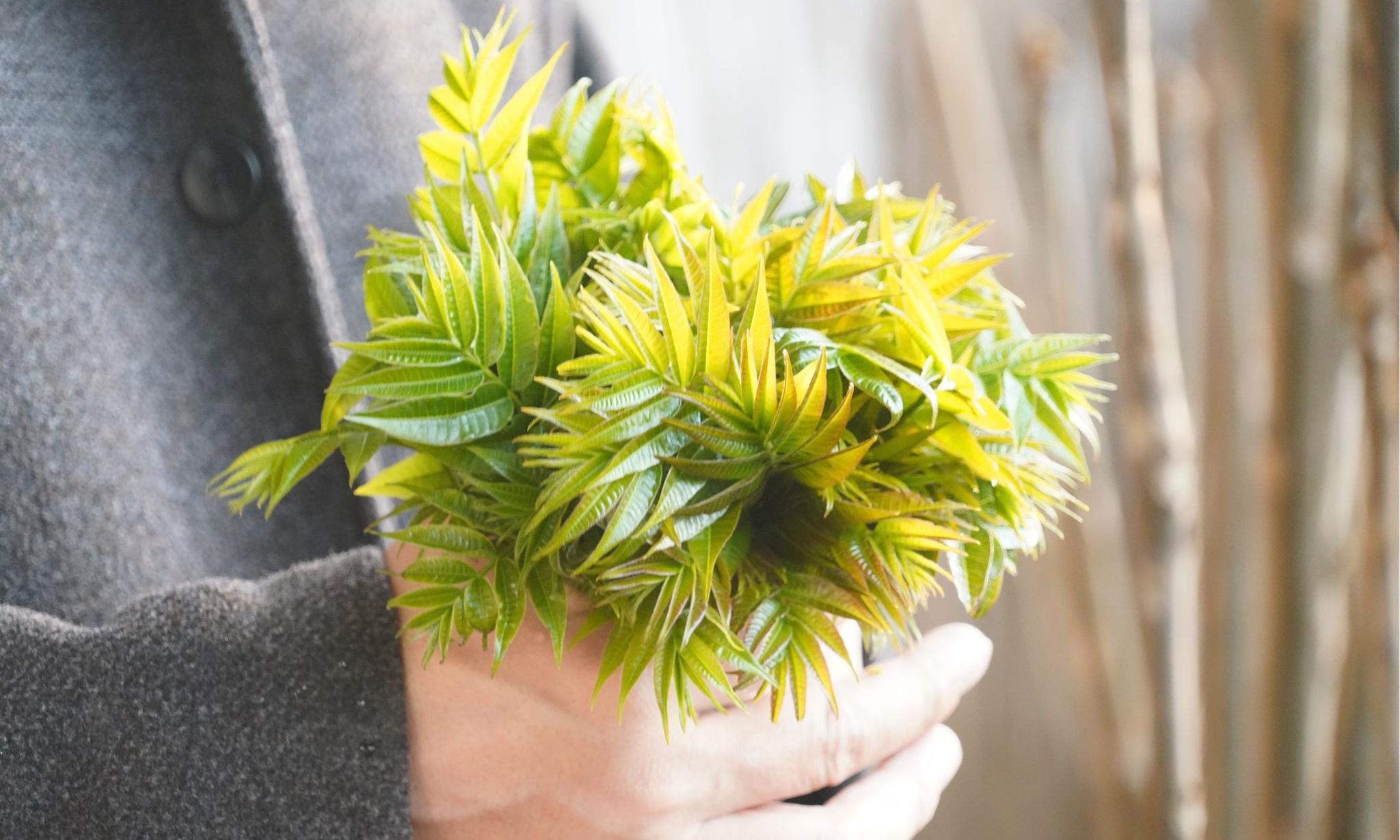 山西农民卖树芽1斤46元供不应求看看是个啥