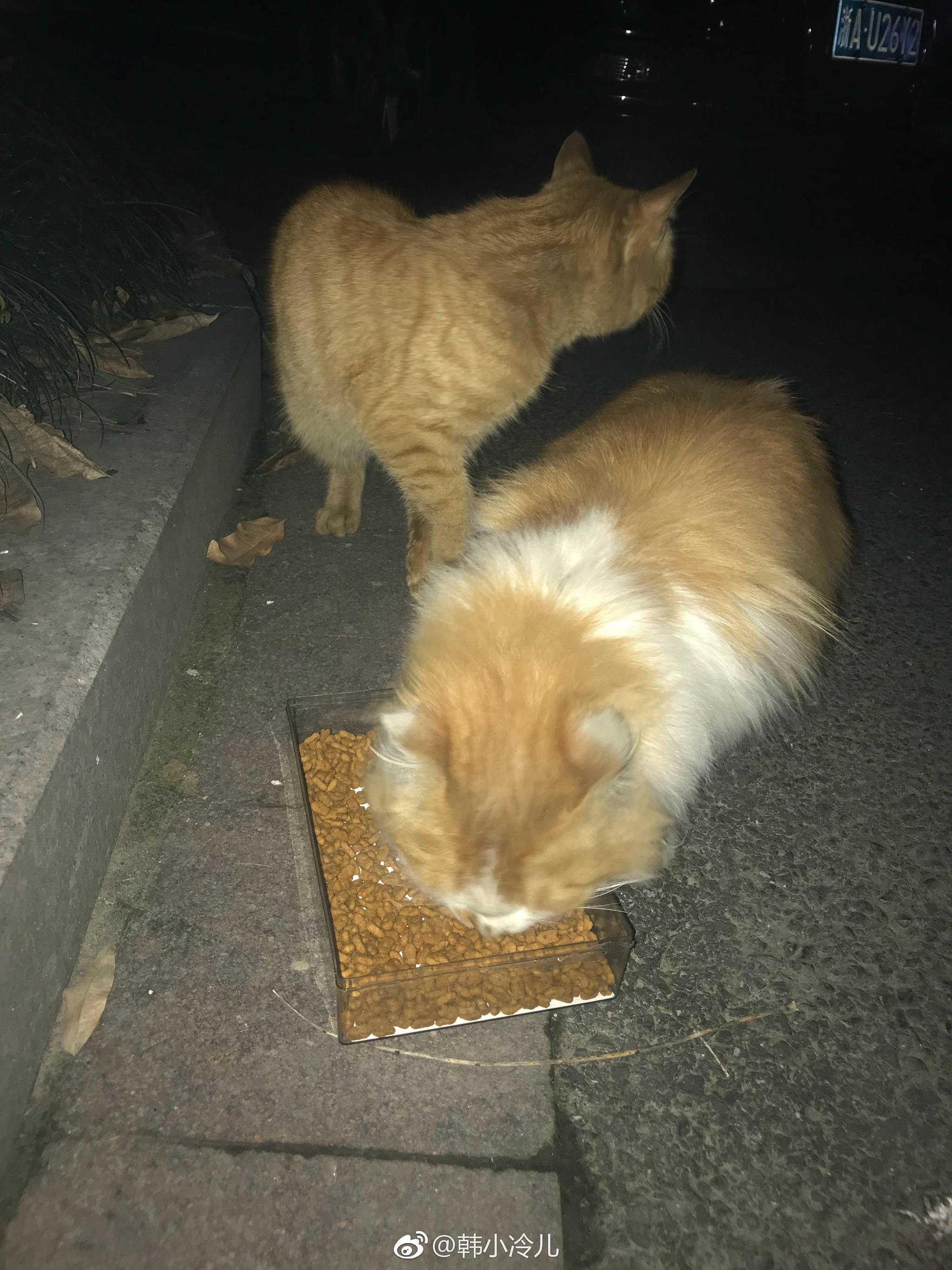 小区里几只流浪猫。发现这几天每天晚上都会去喂|杭州|流浪猫|猫咪_新浪新闻