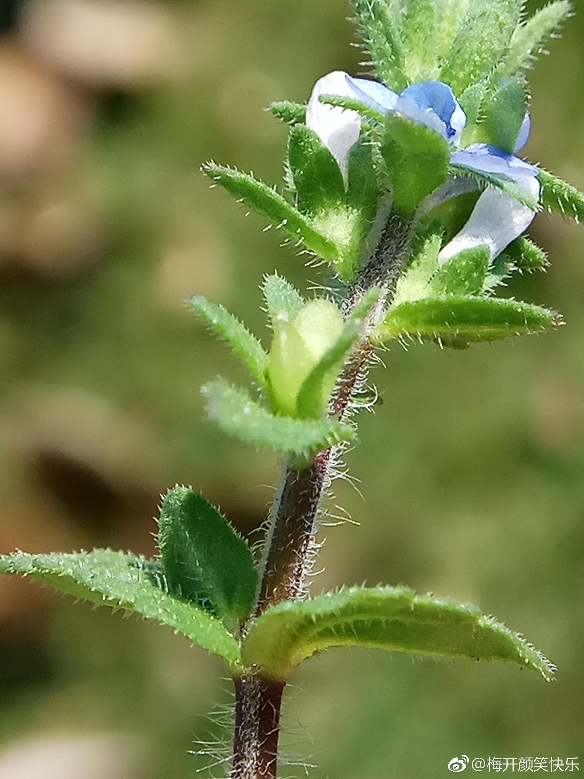 直立婆婆纳veronicaarvensisl玄参科婆婆纳属一年生小草本