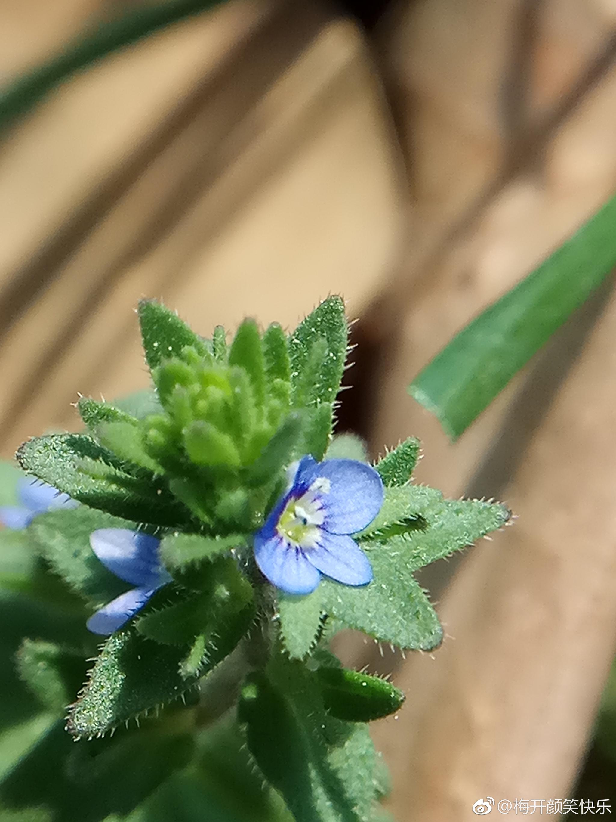 直立婆婆纳veronicaarvensisl玄参科婆婆纳属一年生小草本