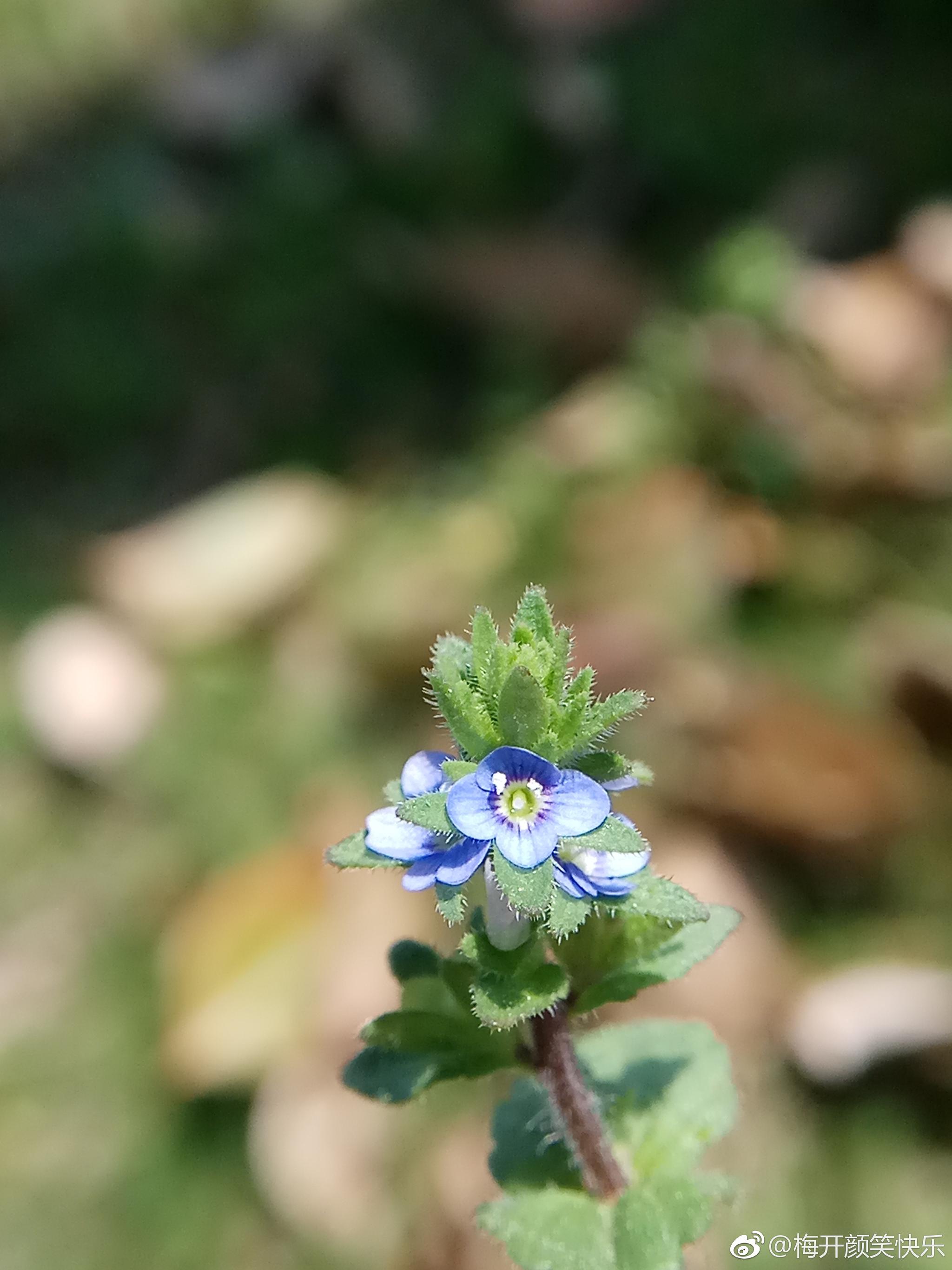 直立婆婆纳veronicaarvensisl玄参科婆婆纳属一年生小草本