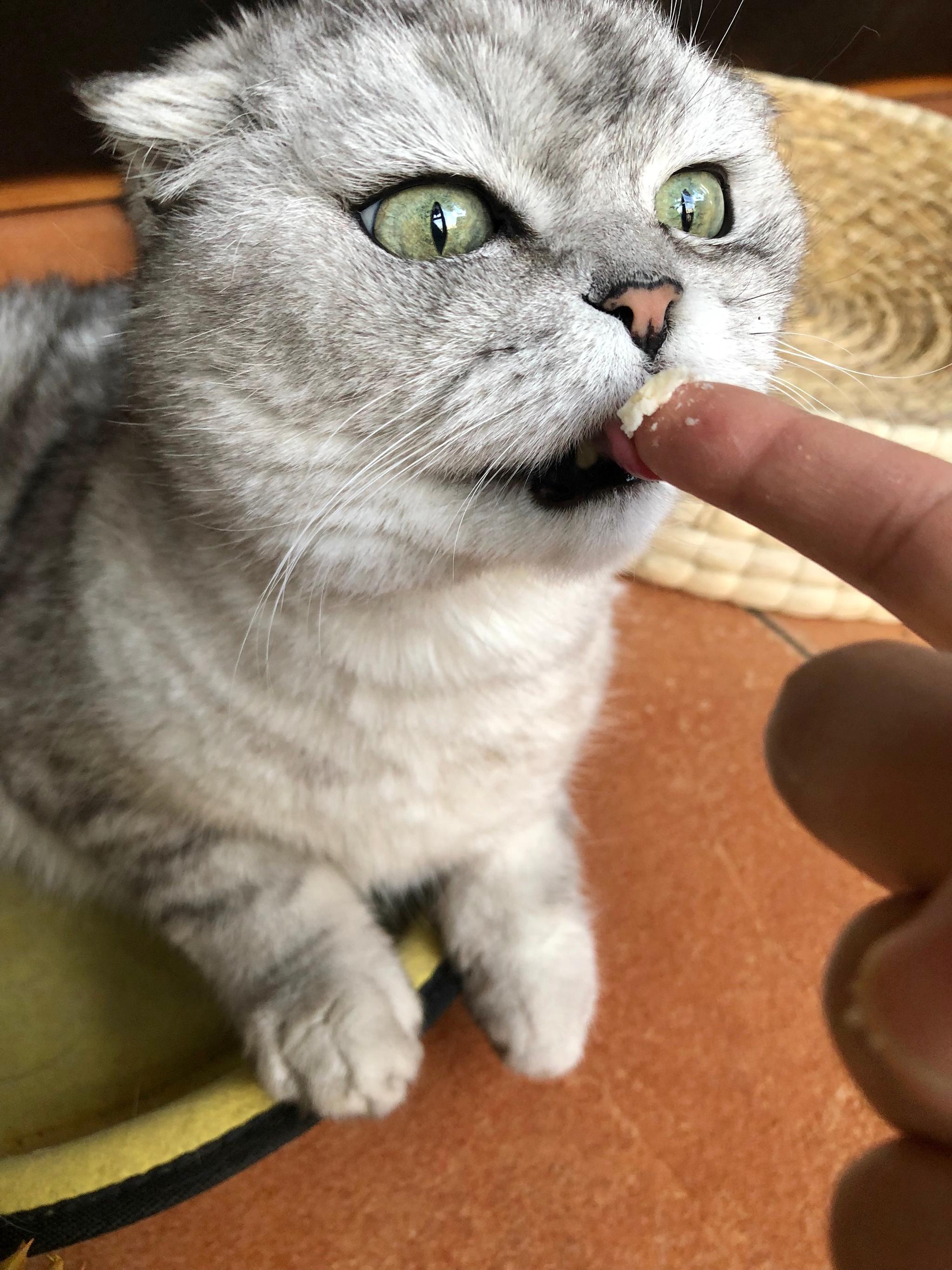 猪哥:这玩意儿闻着臭吃起来还不错